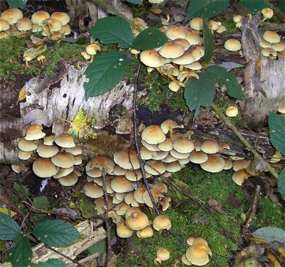 Hypholoma fasciculare